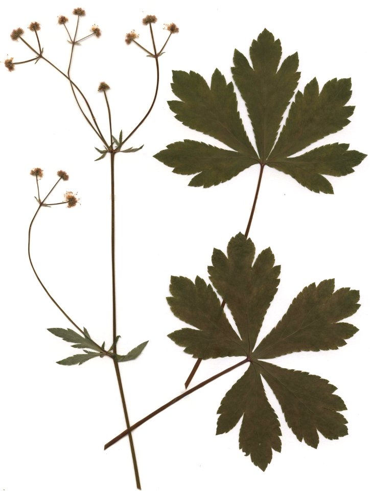 Sanicula europaea, eigener Herbarbeleg von 1986, Unterfranken