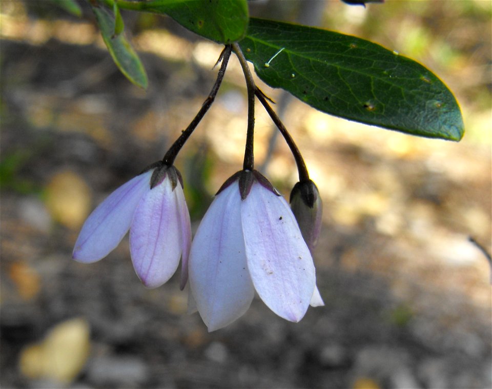 flowers. At the San Diego Botanic Garden (formerly Quail Botanical Gardens) in Encinitas, California. photo