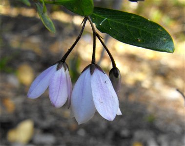 flowers. At the San Diego Botanic Garden (formerly Quail Botanical Gardens) in Encinitas, California. photo