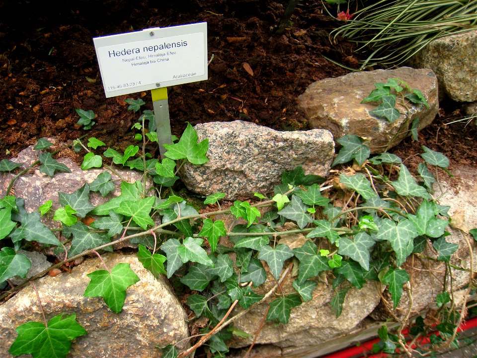 Hedera nepalensis specimen in the Botanischer Garten, Berlin-Dahlem (Berlin Botanical Garden), Berlin, Germany.