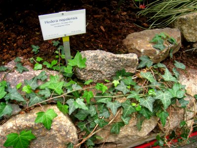 Hedera nepalensis specimen in the Botanischer Garten, Berlin-Dahlem (Berlin Botanical Garden), Berlin, Germany.