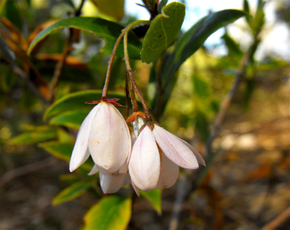 Billardiera heterophylla at Quail Botanical Gardens in Encinitas, California, USA.