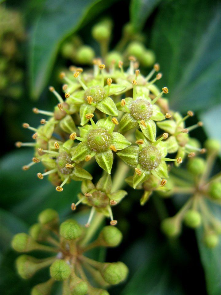 Hedera rhombea, Aizu area, Fukushima pref., Japan