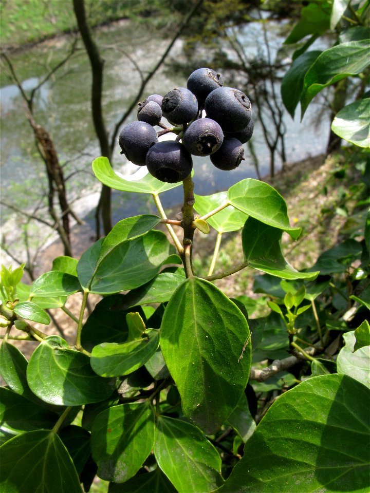 Hedera rhombea, Aizu area, Fukushima pref., Japan
