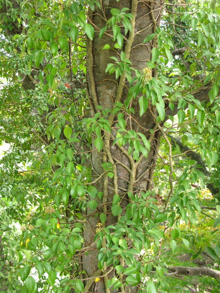 Hedera rhombea, Aizu area, Fukushima pref., Japan
