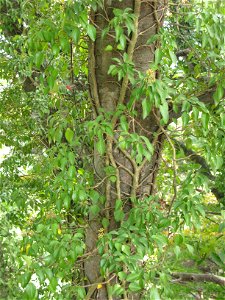 Hedera rhombea, Aizu area, Fukushima pref., Japan