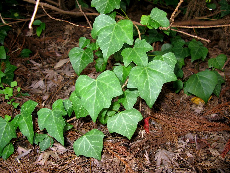 Hedera rhombea, Aizu area, Fukushima pref., Japan