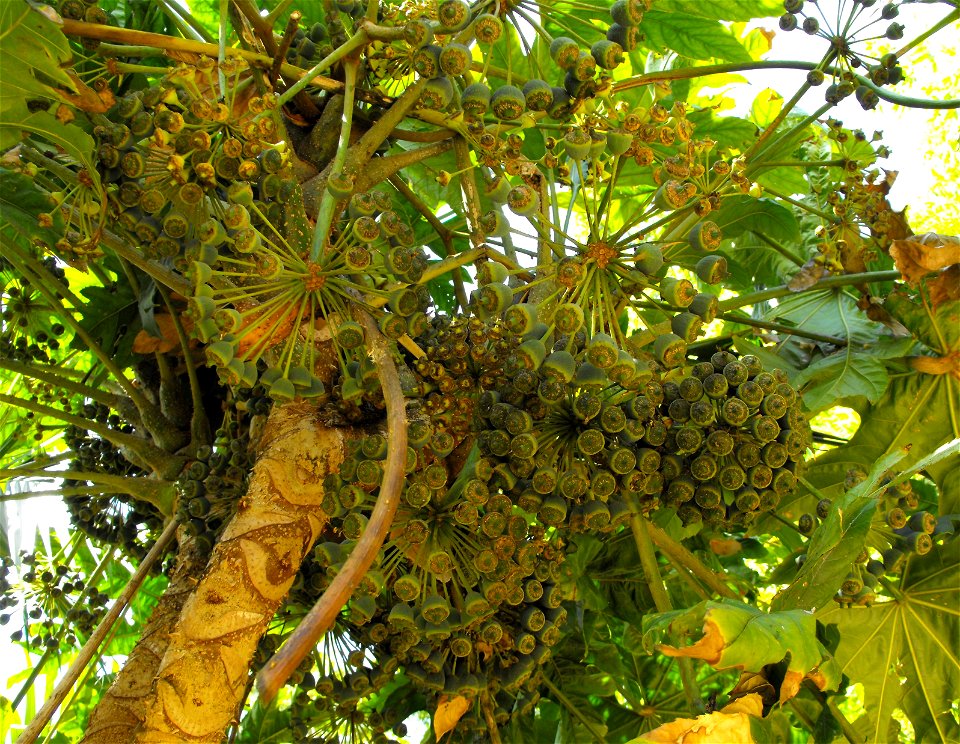 Trevesia palmata at Quail Botanical Gardens in Encinitas, California, USA.