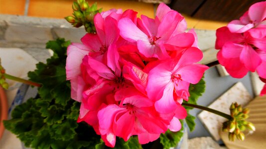 Plant nature decoration