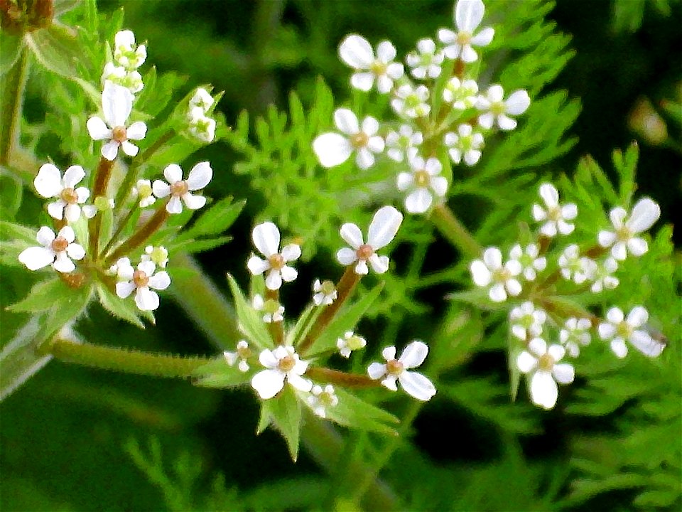 Scandix pecten-veneris flowers close up, Sierra Madrona, Spain
