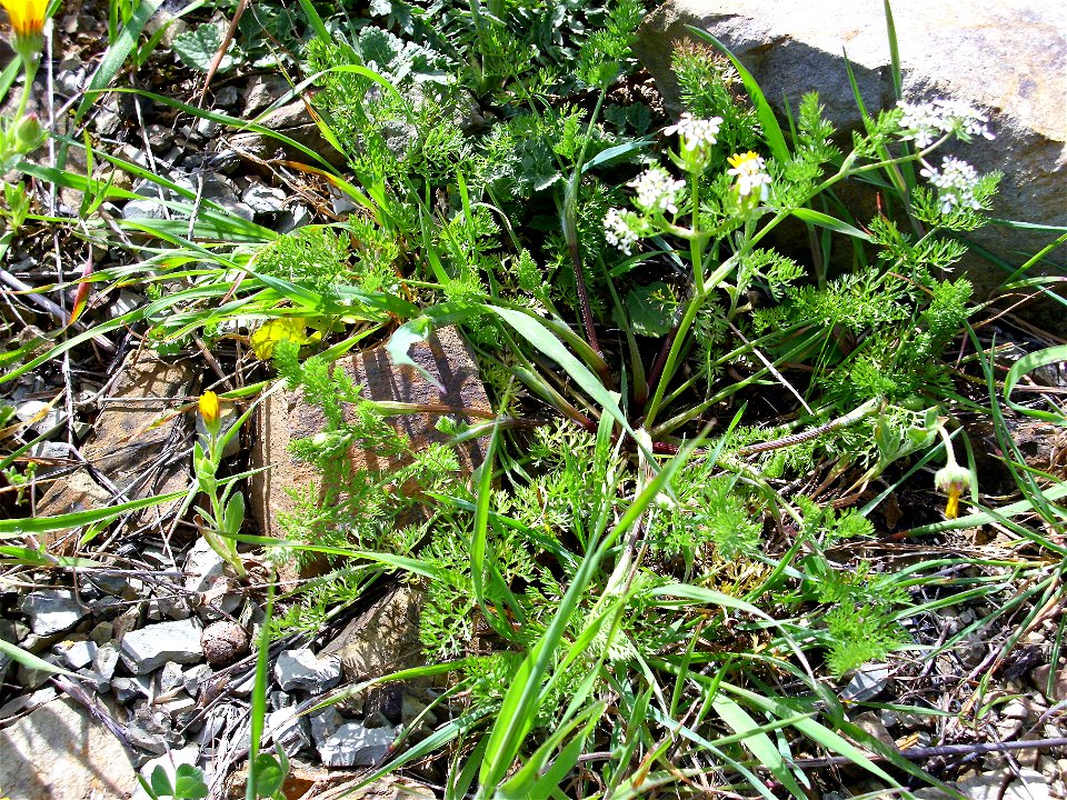 Scandix pecten-veneris (det. user:RLJ) habit, Dehesa Boyal de Puertollano, Spain
