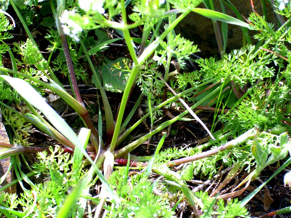 Scandix pecten-veneris (det. user:RLJ) stems and leaves, Dehesa Boyal de Puertollano, Spain