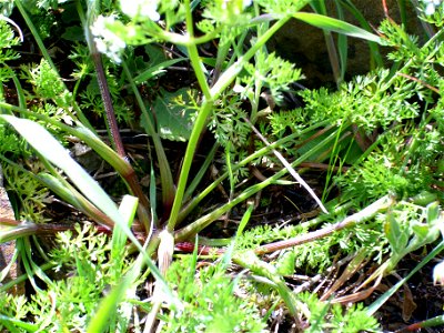 Scandix pecten-veneris (det. user:RLJ) stems and leaves, Dehesa Boyal de Puertollano, Spain