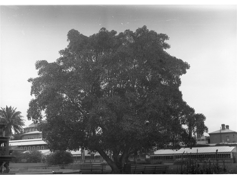 Panax Elgans, Botanic Gardens