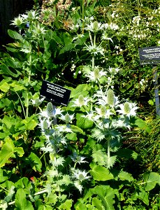 Eryngium giganteum in the VanDusen Botanical Garden - Vancouver, BC, Canada. photo