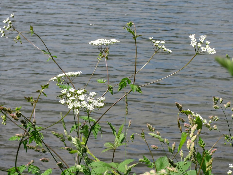 Hecken-Kälberkropf (Chaerophyllum temulum) an der Saar in Saarbrücken