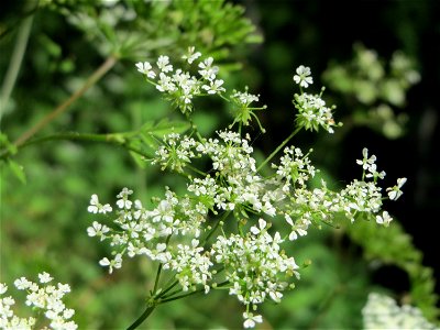 Hecken-Kälberkropf (Chaerophyllum temulum) im Schwetzinger Hardt