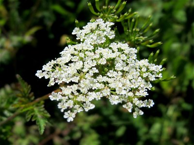 Hecken-Kälberkropf (Chaerophyllum temulum) am Staden in Saarbrücken