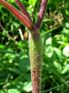 Hecken-Kälberkropf (Chaerophyllum temulum) am Staden in Saarbrücken