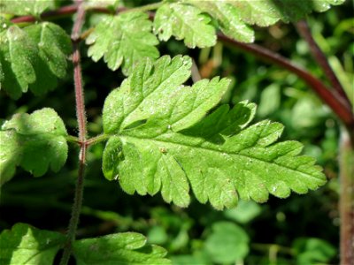 Hecken-Kälberkropf (Chaerophyllum temulum) am Staden in Saarbrücken