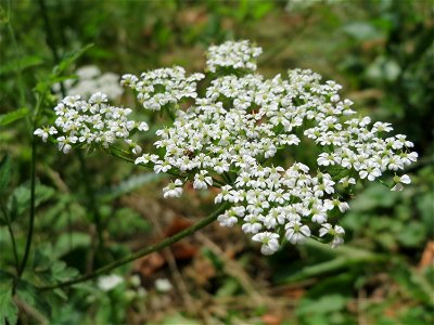Hecken-Kälberkropf (Chaerophyllum temulum) am Staden in Saarbrücken
