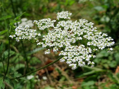 Hecken-Kälberkropf (Chaerophyllum temulum) am Staden in Saarbrücken photo