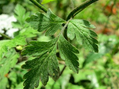 Hecken-Kälberkropf (Chaerophyllum temulum) am Staden in Saarbrücken