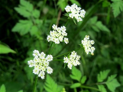 Hecken-Kälberkropf (Chaerophyllum temulum) im Landschaftsschutzgebiet „Hockenheimer Rheinbogen“
