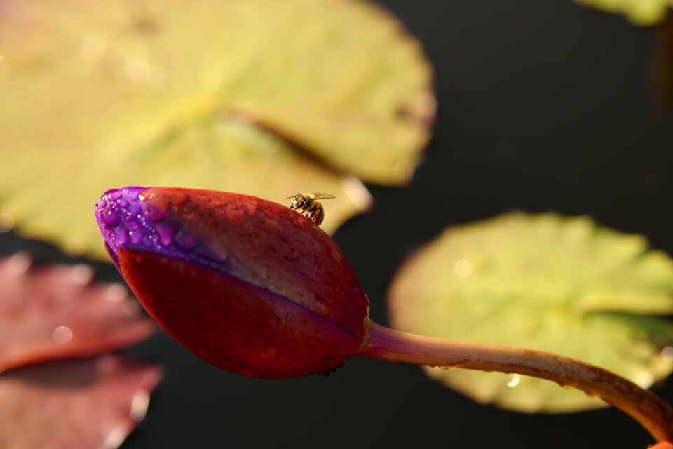 Flower nature beauty