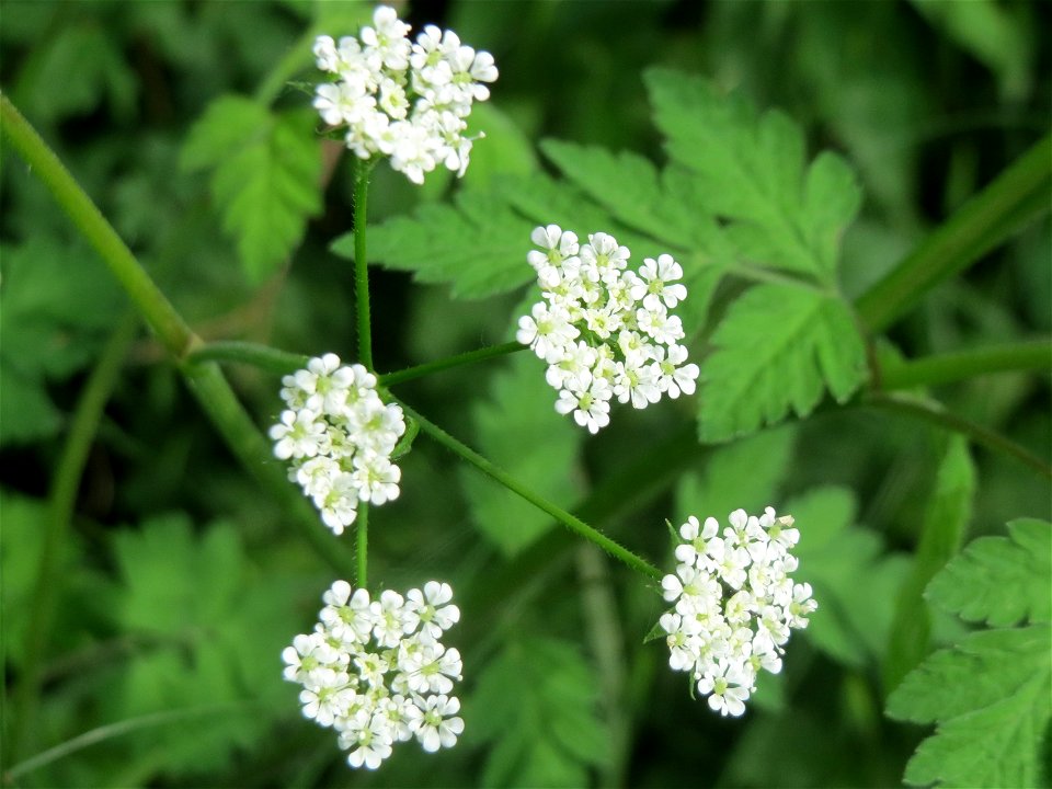 Hecken-Kälberkropf (Chaerophyllum temulum) im Landschaftsschutzgebiet „Hockenheimer Rheinbogen“