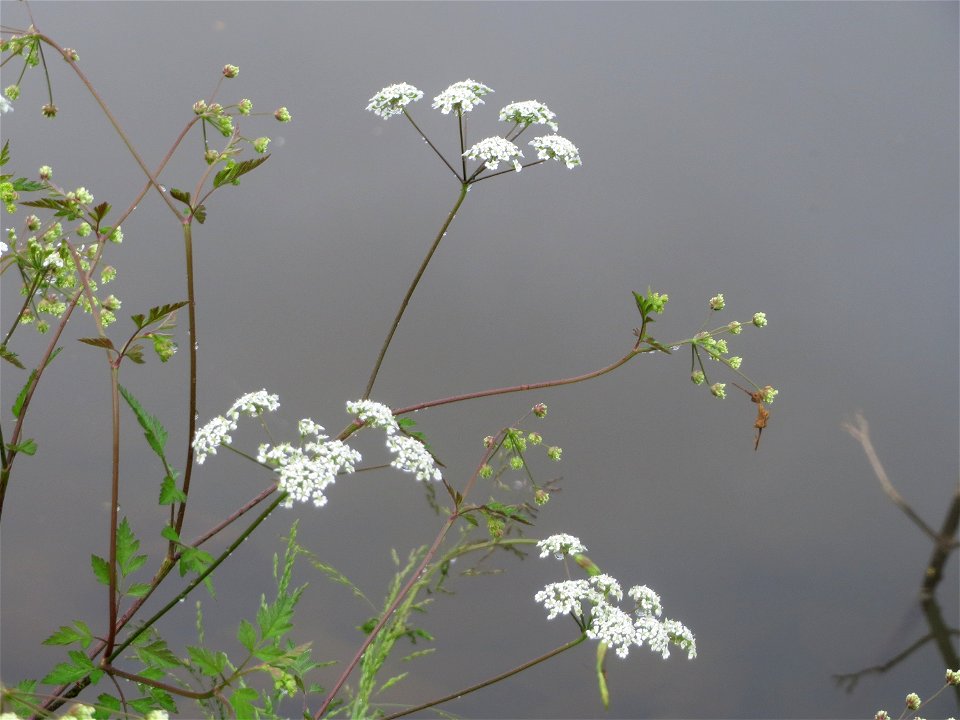 Hecken-Kälberkropf (Chaerophyllum temulum) am Staden in Saarbrücken