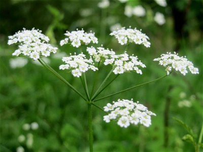 Hecken-Kälberkropf (Chaerophyllum temulum) an der Saaraue Güdingen