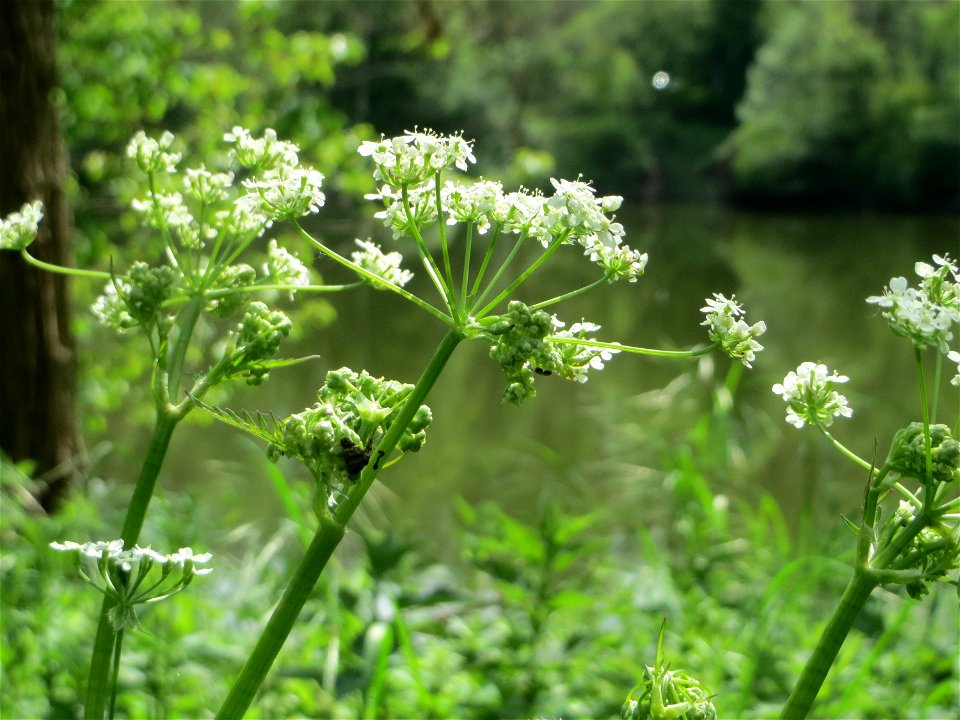 Hecken-Kälberkropf (Chaerophyllum temulum) im Landschaftsschutzgebiet „Drahtzugweiher und das Habsterwiesental“ in Alt-Saarbrücken