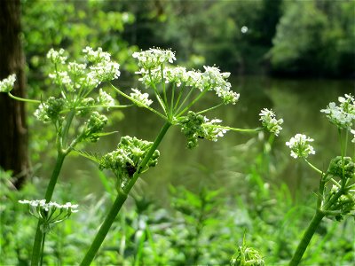 Hecken-Kälberkropf (Chaerophyllum temulum) im Landschaftsschutzgebiet „Drahtzugweiher und das Habsterwiesental“ in Alt-Saarbrücken