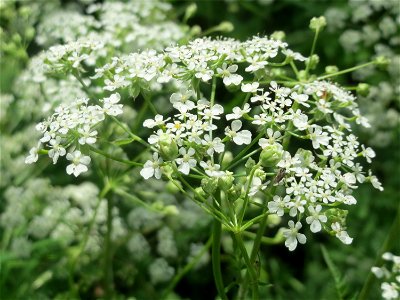 Hecken-Kälberkropf (Chaerophyllum temulum) im Landschaftsschutzgebiet „Drahtzugweiher und das Habsterwiesental“ in Alt-Saarbrücken