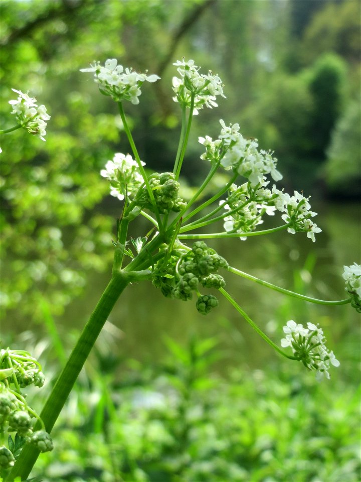 Hecken-Kälberkropf (Chaerophyllum temulum) im Landschaftsschutzgebiet „Drahtzugweiher und das Habsterwiesental“ in Alt-Saarbrücken