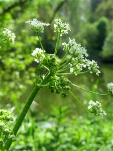 Hecken-Kälberkropf (Chaerophyllum temulum) im Landschaftsschutzgebiet „Drahtzugweiher und das Habsterwiesental“ in Alt-Saarbrücken