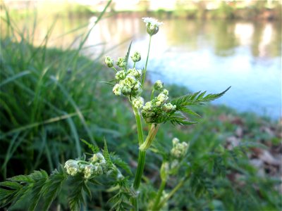 Hecken-Kälberkropf (Chaerophyllum temulum) an der Saar in Sankt Arnual