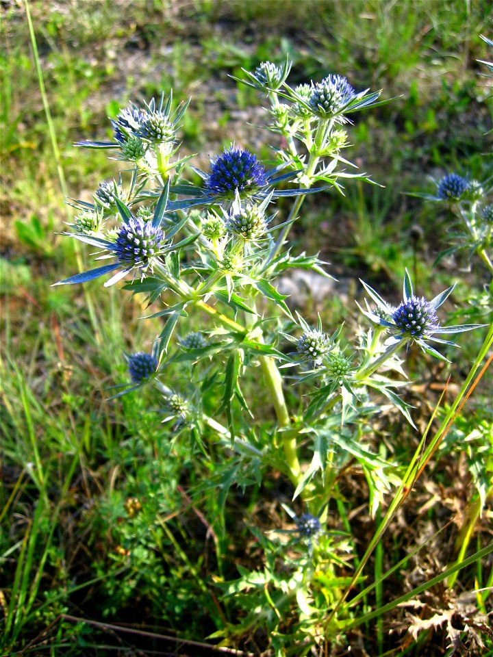 Eryngium amethystinum, picture taken in central Croatia near Slunj