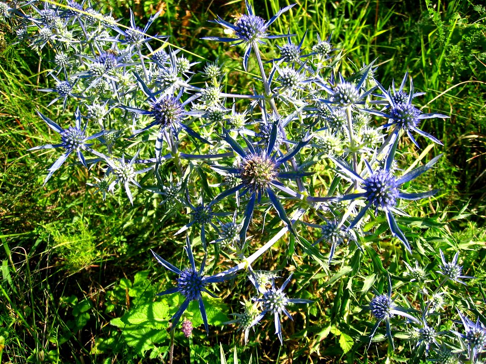 Eryngium amethystinum, picture taken in central Croatia near Slunj