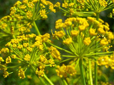 Thapsia villosa subsp. maxima Dehesa Boyal de Puertollano.