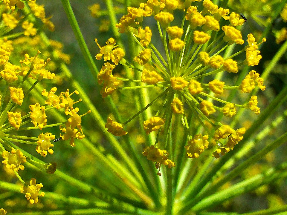 Thapsia villosa subsp. maxima Dehesa Boyal de Puertollano.