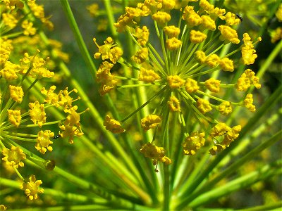 Thapsia villosa subsp. maxima Dehesa Boyal de Puertollano.