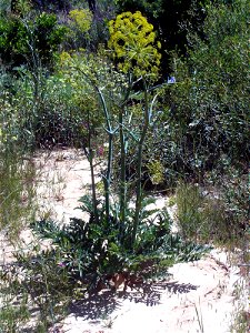 Thapsia villosa subsp. maxima habit, Dehesa Boyal de Puertollano, Spain