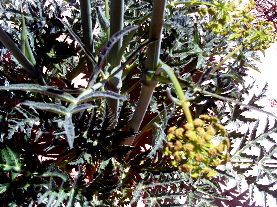 Thapsia villosa subsp. maxima stem and leaves, Dehesa Boyal de Puertollano, Spain