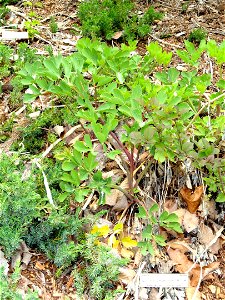 Peucedanum japonicum specimen in the University of California Botanical Garden, Berkeley, California, USA. photo