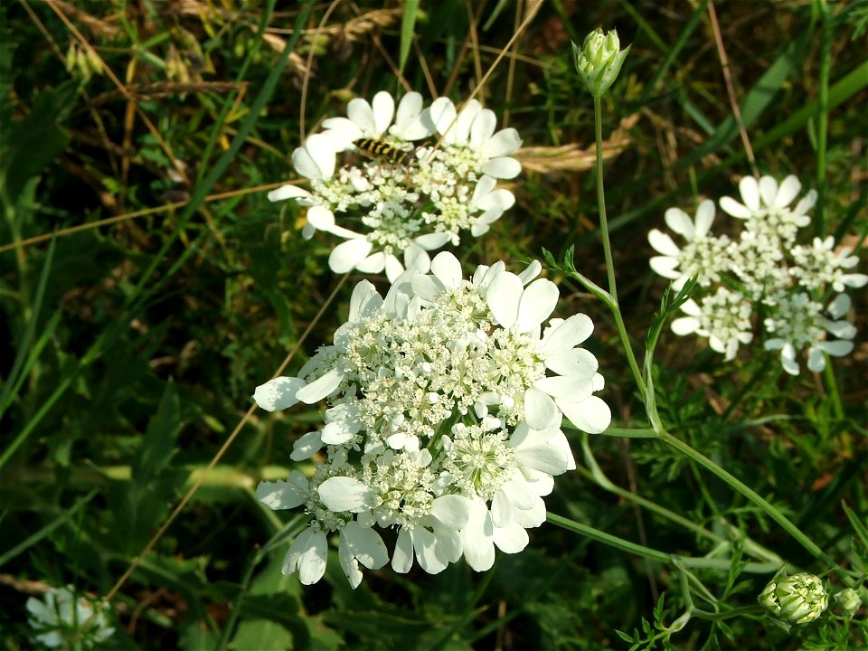 Orlaya grandiflora (syn. Caucalis grandiflora)