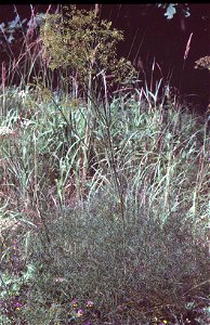 Peucedanum officinale