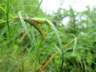 Echter Haarstrang (Peucedanum officinale) am Rheinufer im Naturschutzgebiet „Ketscher Rheininsel“