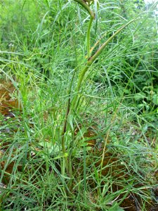 Echter Haarstrang (Peucedanum officinale) am Rheinufer im Naturschutzgebiet „Ketscher Rheininsel“